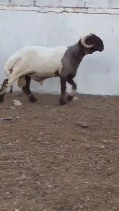 فحول نعيم صنف للبيع 2