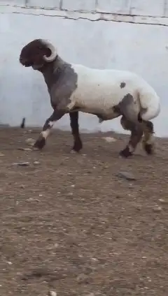 فحول نعيم صنف للبيع 0