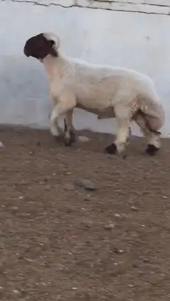 فحول نعيم صنف للبيع 5