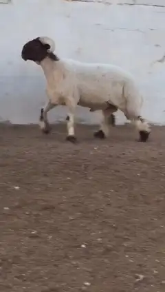 فحول نعيم صنف للبيع 6