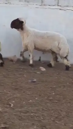 فحول نعيم صنف للبيع 7