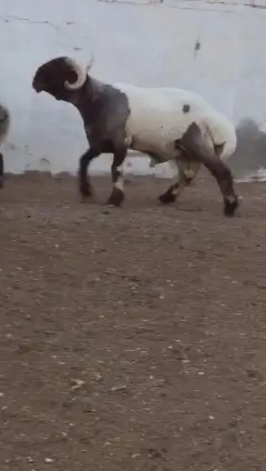 فحول نعيم صنف للبيع 4
