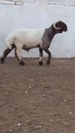 فحول نعيم صنف للبيع 1