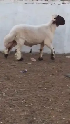 فحول نعيم صنف للبيع 8