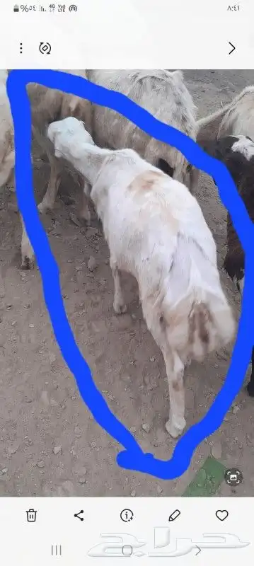 عيد للبيع كامل شامل ما شاء الله 0