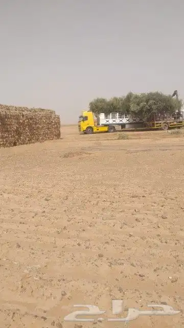 لدينا جميع انواع الاشجار زيتون 2