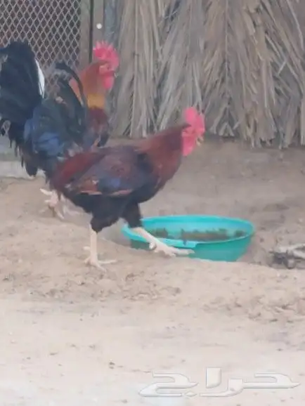 ديك عربي للبيع 7