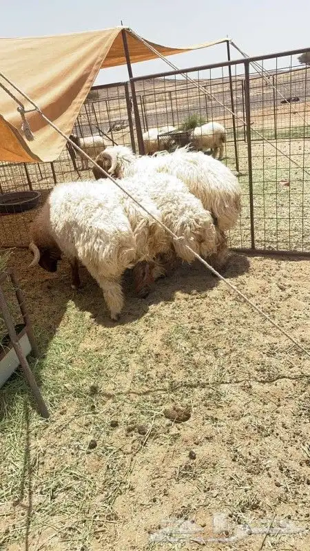 بهم جبر نعيم 0