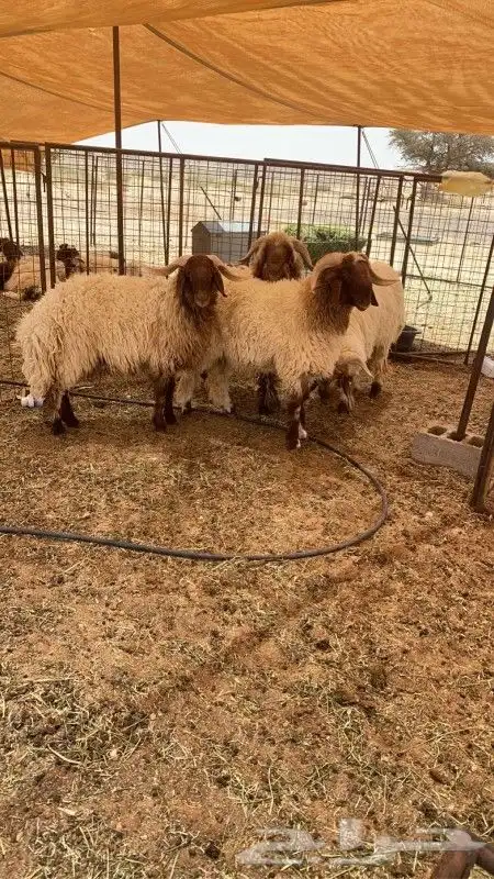 بهم جبر نعيم 1