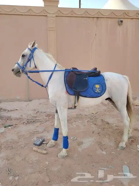 إيجار خيول جمال دبابات 0