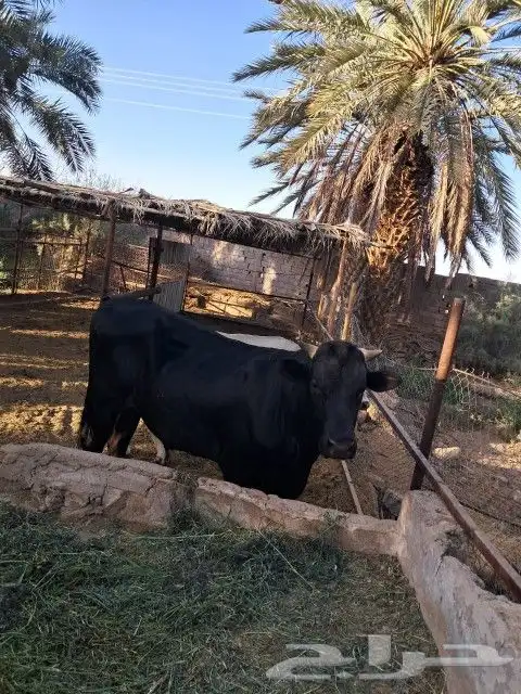 للبيع ثور ألماني وعمره سنتين ونصف صحته جيدا 2