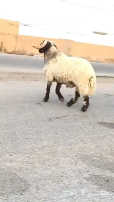 فحل نعيمي صنف للبيع 1