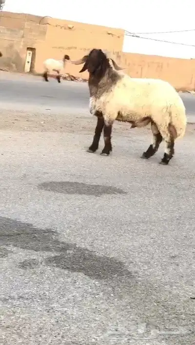 فحل نعيمي صنف للبيع 5