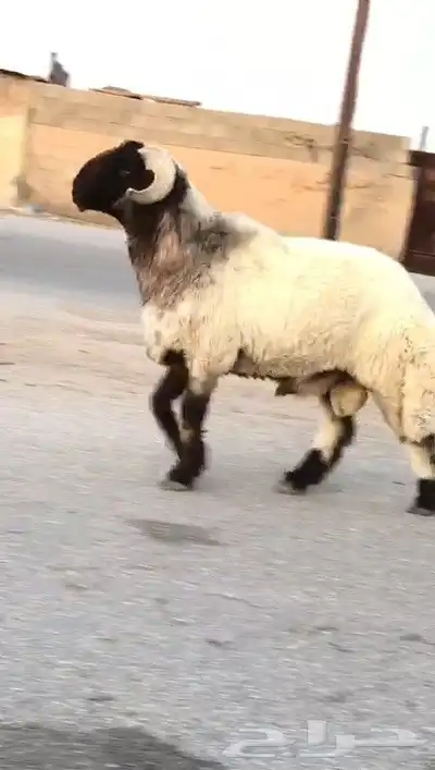 فحل نعيمي صنف للبيع 4