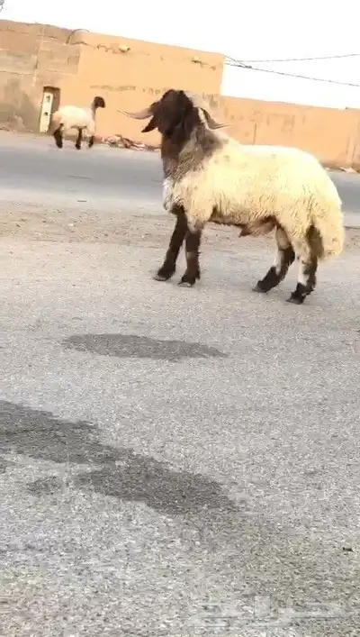 فحل نعيمي صنف للبيع 3