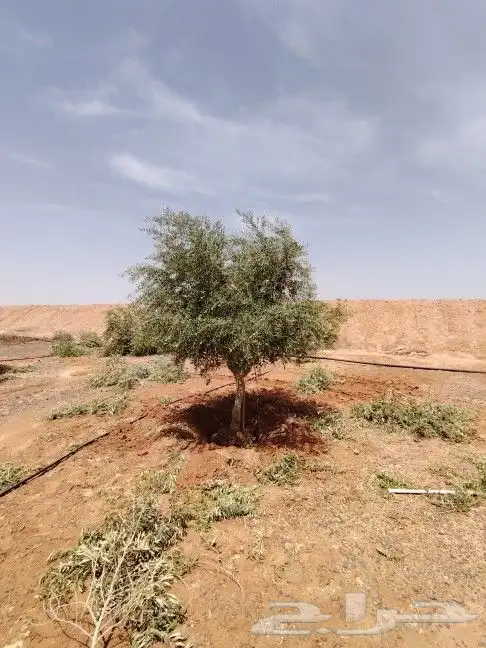 يوجد لدينا زيتون معمر مثمر جميع الأحجام ويوجد وسط ويوجد شتلا 2