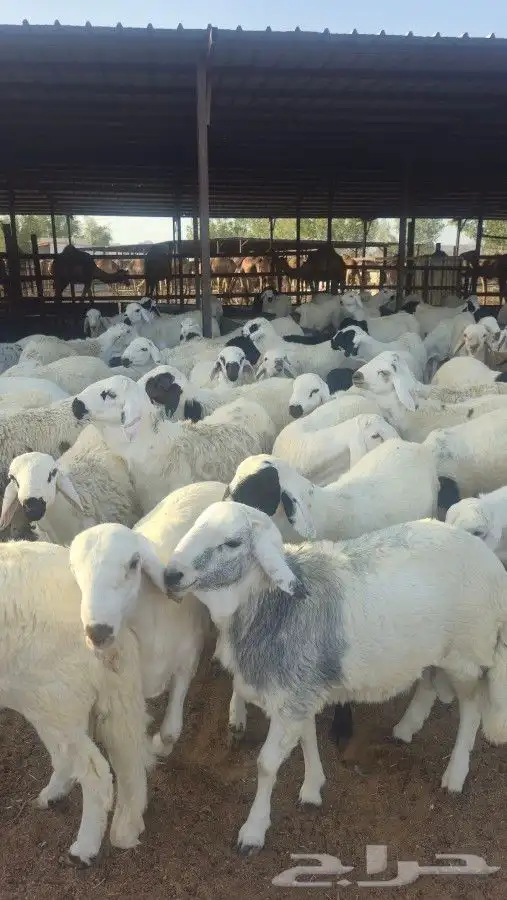 اضاحي سواكني حمري وبيض جذعان (جملةوتفريد) 6