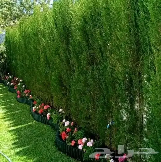 زراعة لاندسكيب وشبكات ري 2