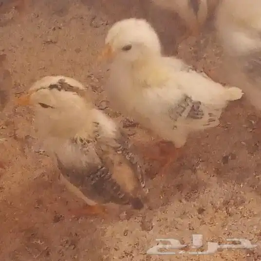 صوص بلدي محصن عفيف 3