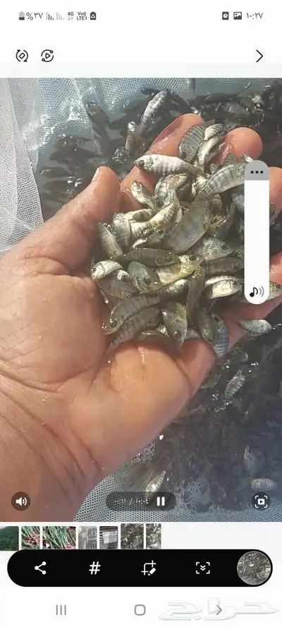 زريعه أسماك بلطي للبيع 0