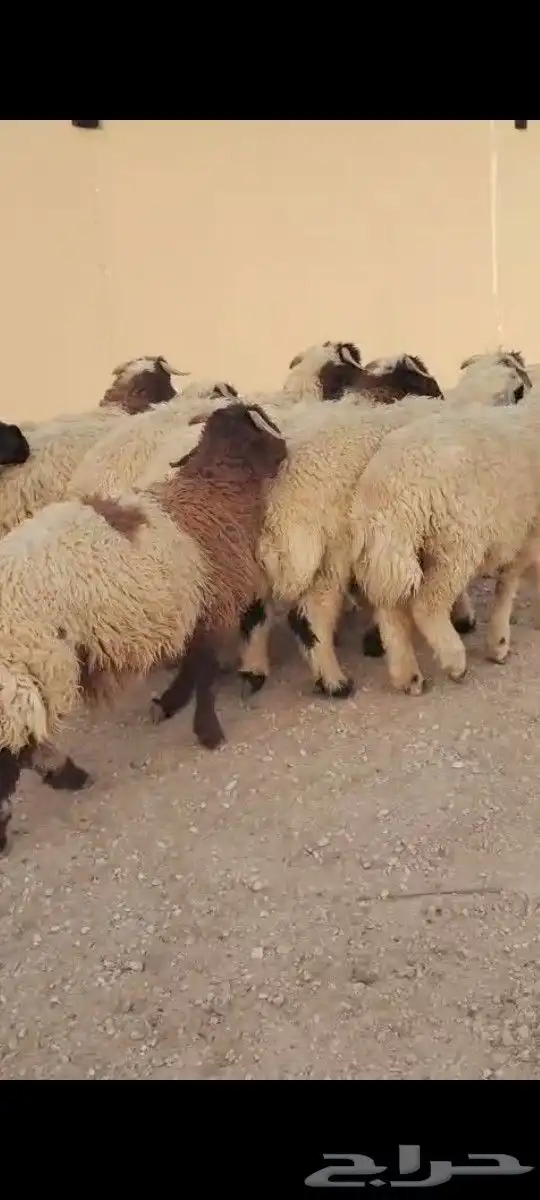 للبيع بهم نعيمي 19راس خروف ورخل وللبيع بهم نعيمي 10خرفان 0