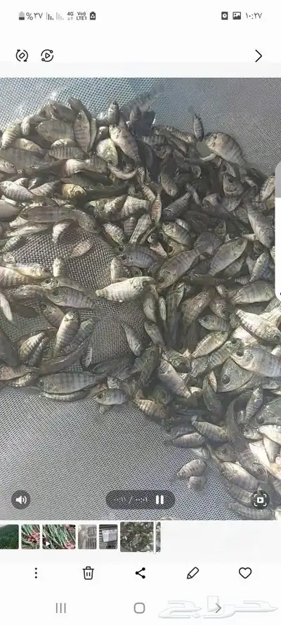 زريعه أسماك بلطي للبيع 2