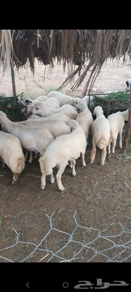 خرفان اظاحي 1