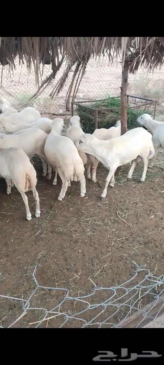 خرفان اظاحي 0