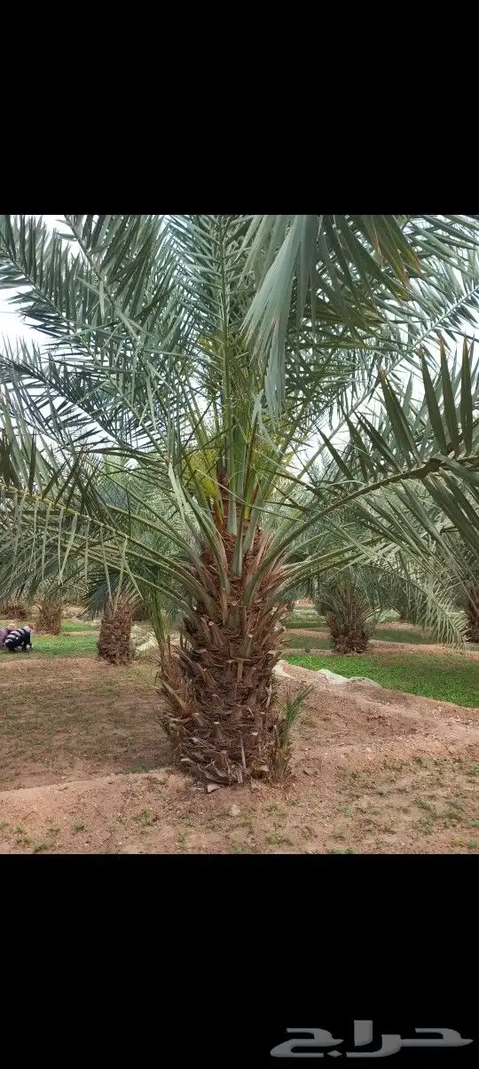 نقايل نخيل للبيع 4