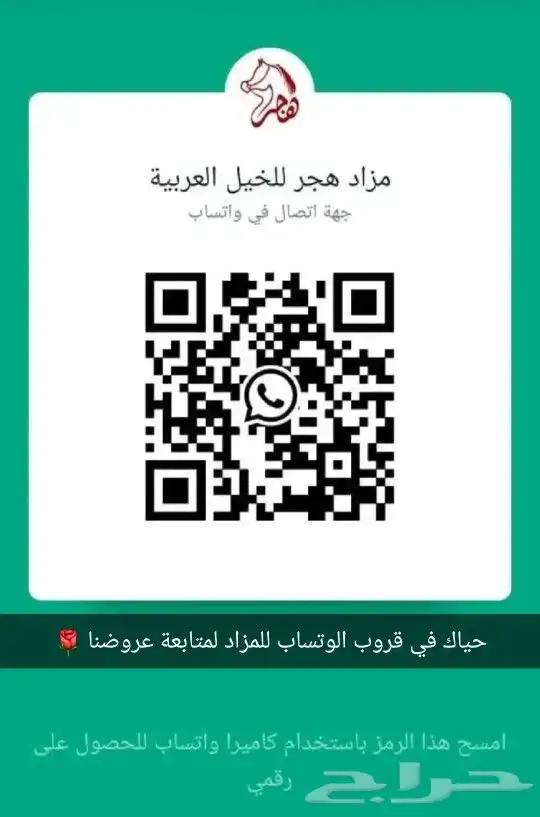 للبيع حصان بطولات و فحل مربط 7