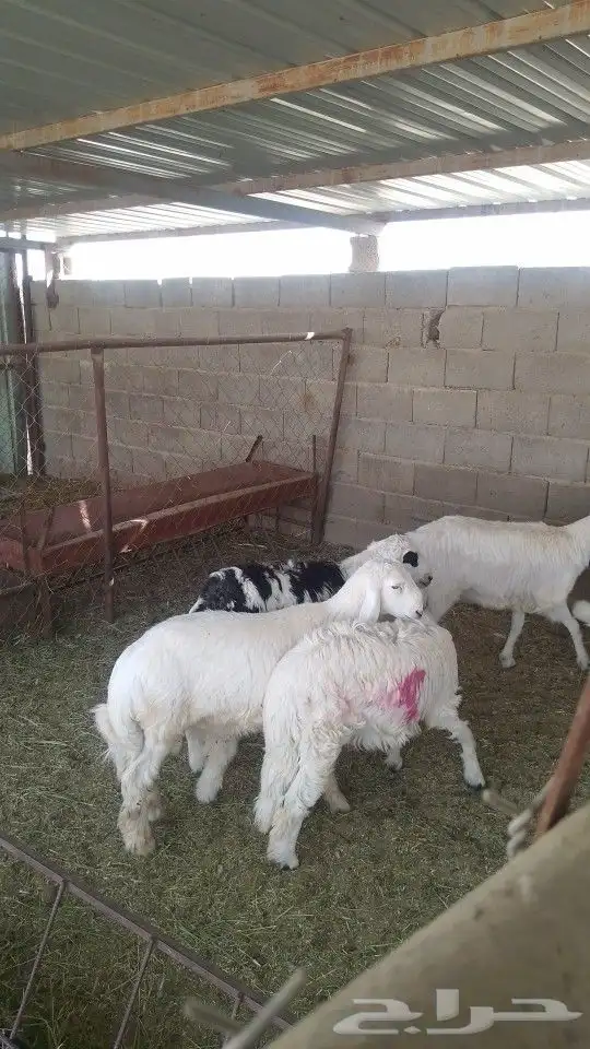 يوجد لدينا ذبايح خرفان رخال تيوس عنقان 4