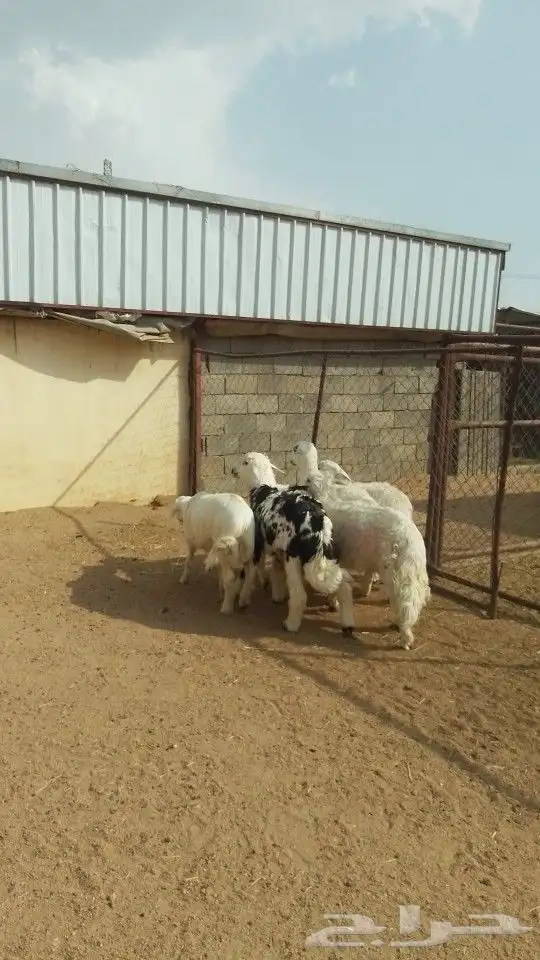 يوجد لدينا ذبايح خرفان رخال تيوس عنقان 10