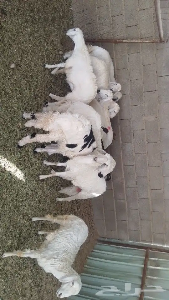 يوجد لدينا ذبايح خرفان رخال تيوس عنقان 6