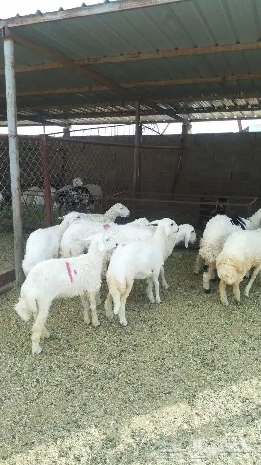 يوجد لدينا ذبايح خرفان رخال تيوس عنقان 9