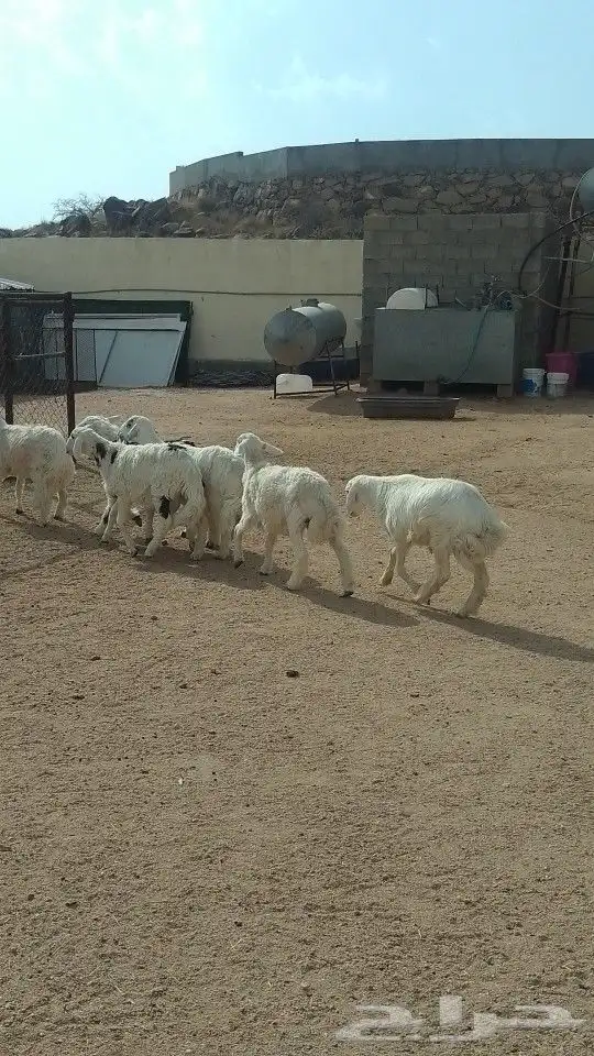 يوجد لدينا ذبايح خرفان رخال تيوس عنقان 7