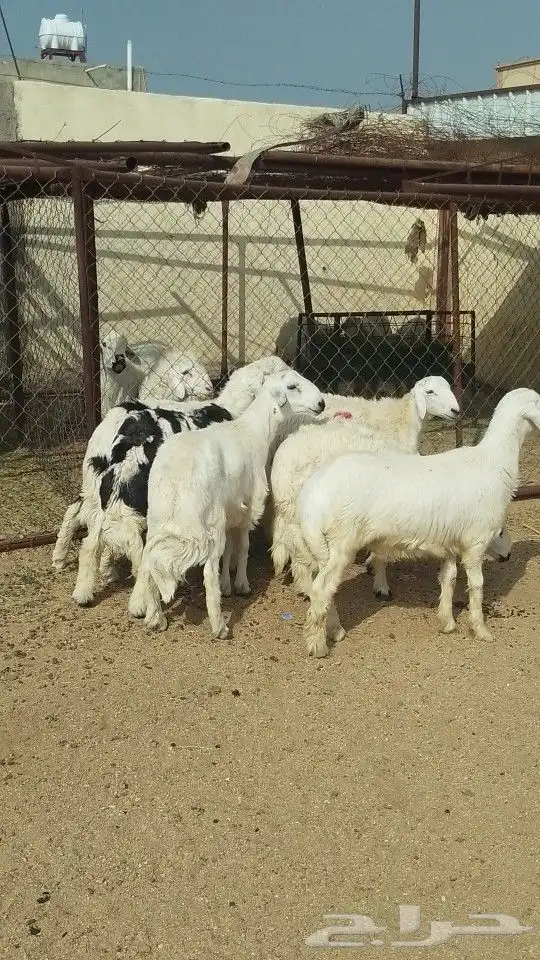 يوجد لدينا ذبايح خرفان رخال تيوس عنقان 12