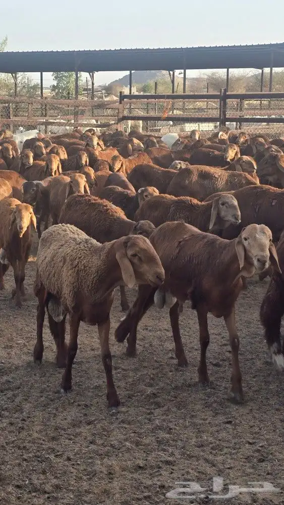 اضاحي سواكني حمري وبيض جذعان (جملةوتفريد) 10