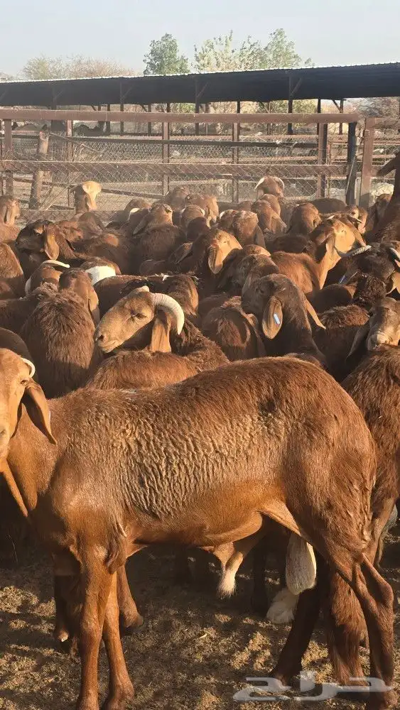 اضاحي سواكني حمري وبيض جذعان (جملةوتفريد) 8