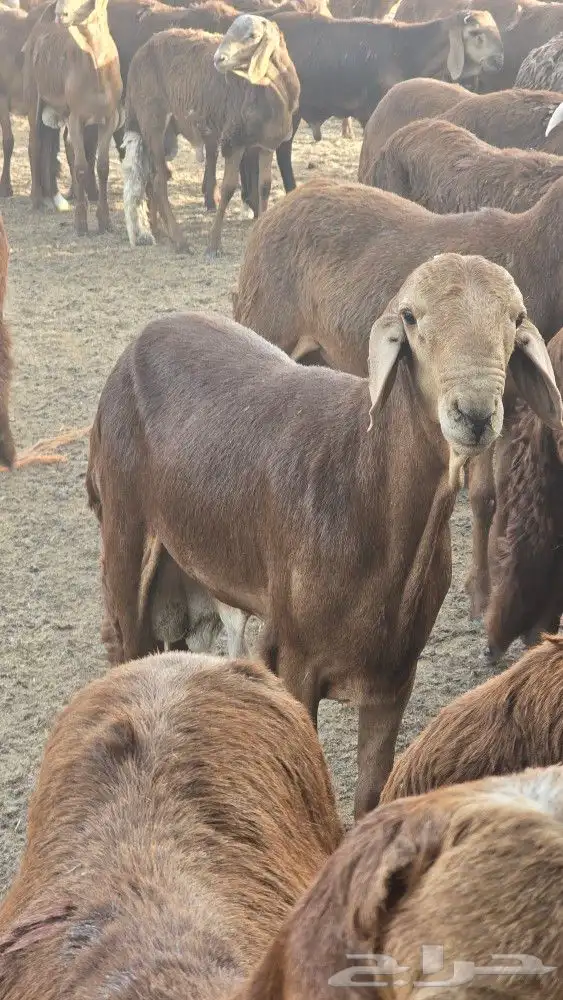 اضاحي سواكني حمري وبيض جذعان (جملةوتفريد) 1