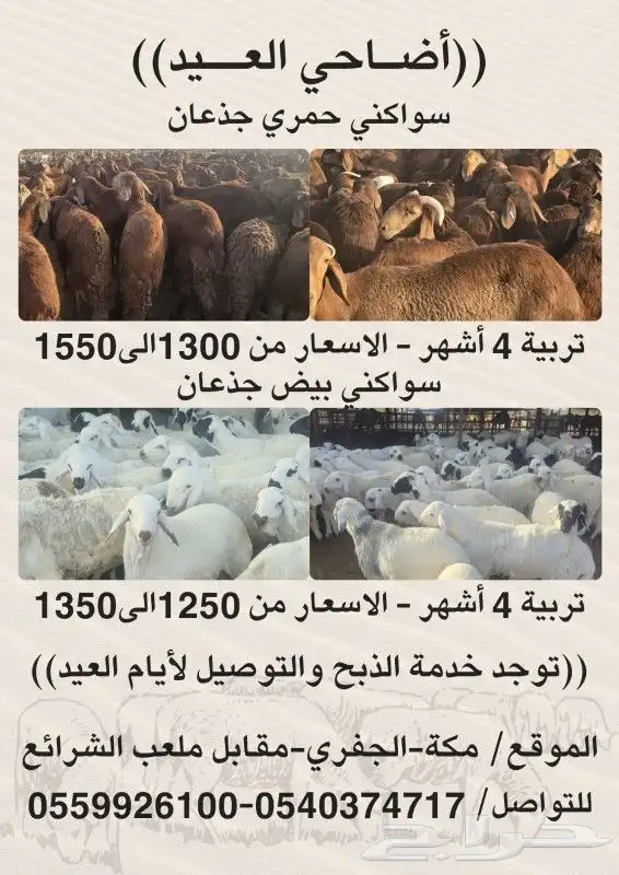 اضاحي سواكني حمري وبيض جذعان (جملةوتفريد) 0