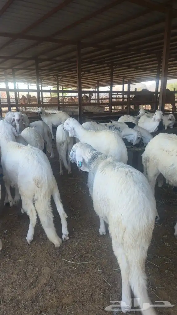 اضاحي سواكني حمري وبيض جذعان (جملةوتفريد) 5