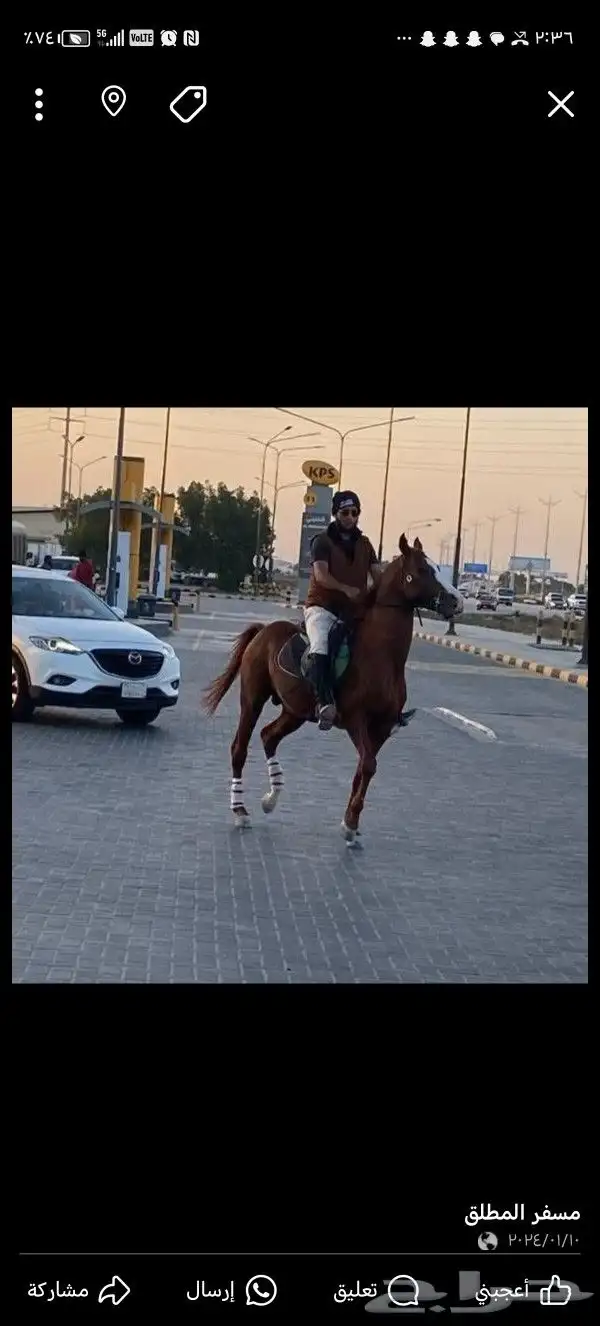تدريب فروسيه بطريقه احترافيه 0