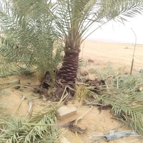 نخل للبيع 9