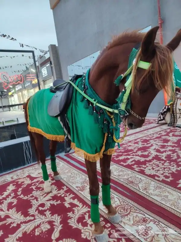 إيجار خيول جمال دبابات 2