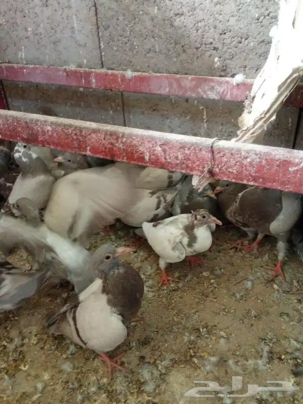 فروخ حمام سلفر زاجل حبه كبيره 1