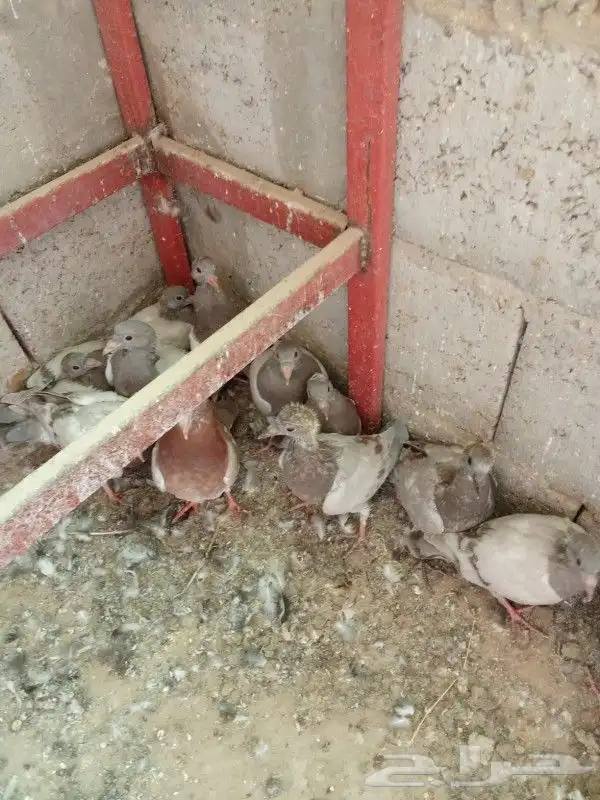 فروخ حمام سلفر زاجل حبه كبيره 4