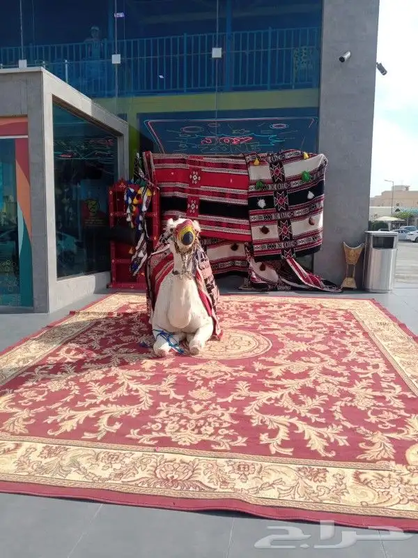 إيجار خيول جمال دبابات 6