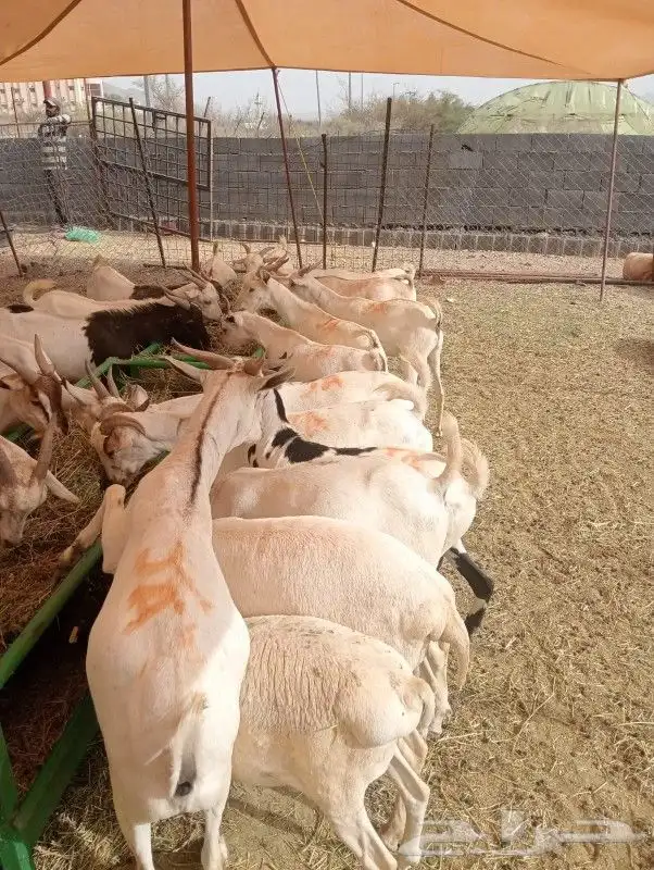 برابر وتيوس مرابي شهرين ونصف 0