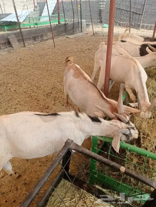 برابر وتيوس مرابي شهرين ونصف 3
