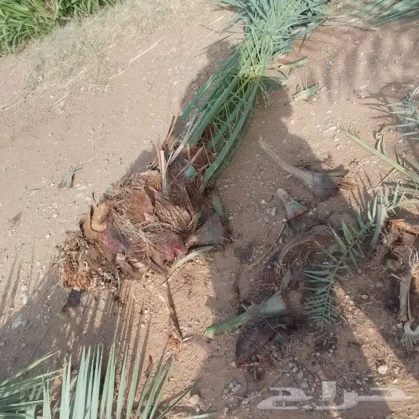 نخل للبيع 3